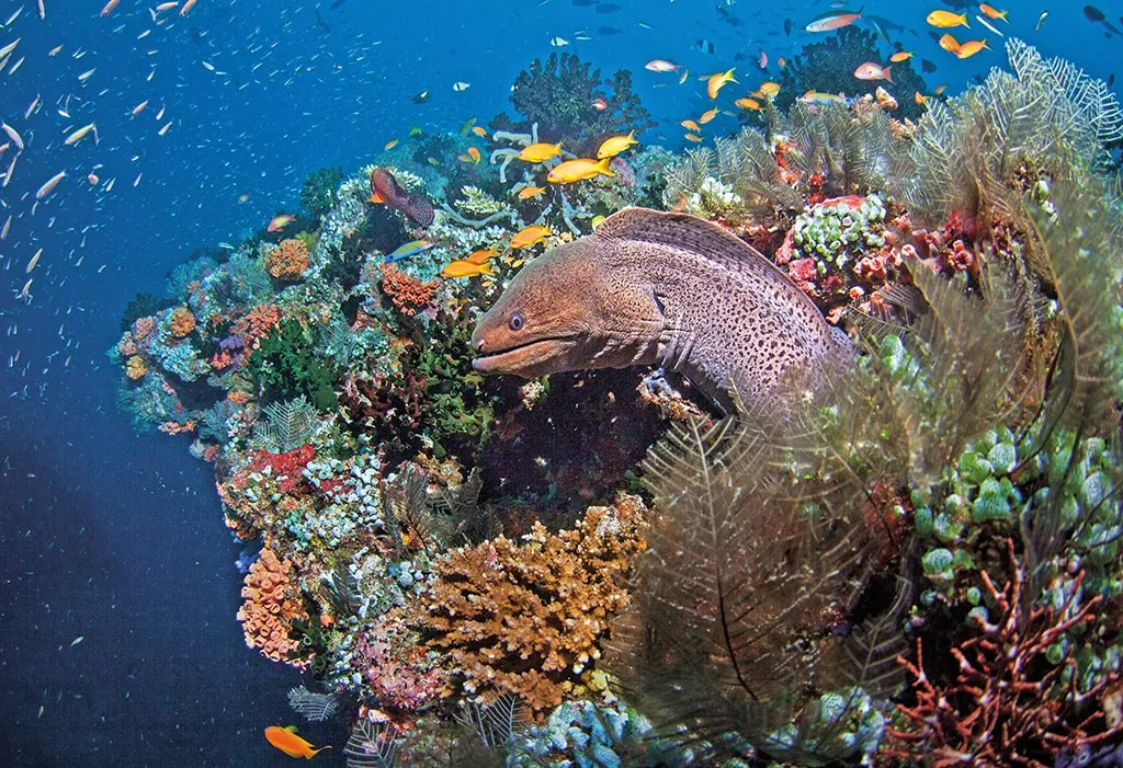 Heart of the Maldives - Spirit Liveaboards